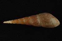 藏品(錐蜷)的圖片